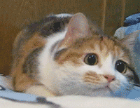 I dont wan any exam at all.